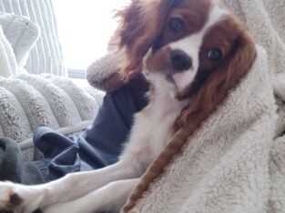 Cavalier king charles spaniel