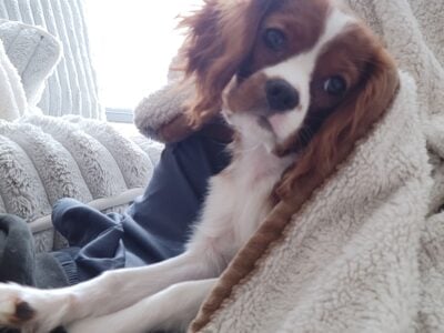 Cavalier king charles spaniel