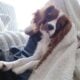 Cavalier king charles spaniel