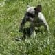 AKC French Bulldog Lilac & Tans & Merles