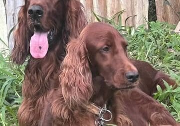 Irish Setter puppies in Hawaii