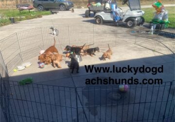 Dachshund puppies 5 left reds and black& tans