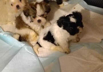 Purebred Shih-Tzu puppy’s