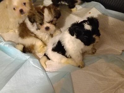 Purebred Shih-Tzu puppy’s
