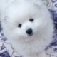 Pomeranian Puppy