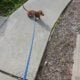 7 months old dachshund needs new home