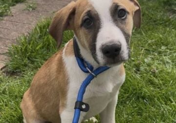 Puppies for adoption