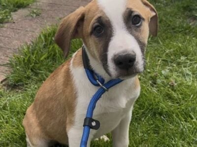 Puppies for adoption