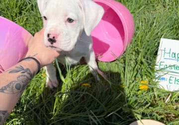 Boxer Puppies CKC