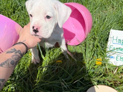 Boxer Puppies CKC