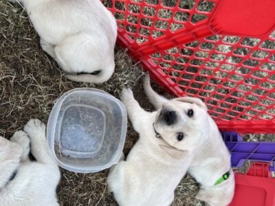 Yellow Lab Puppies