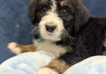 Bernedoodle Puppies