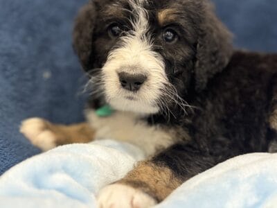 Bernedoodle Puppies