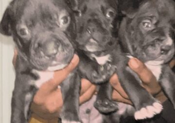 American bully xl