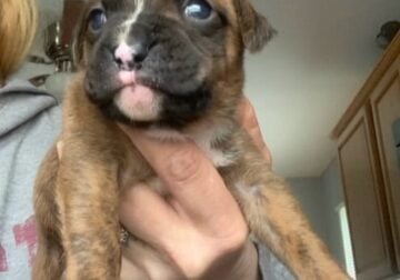 AKC Female Brindle Boxer Puppy