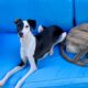 Male Italian Greyhound – Born Oct 10, 2023