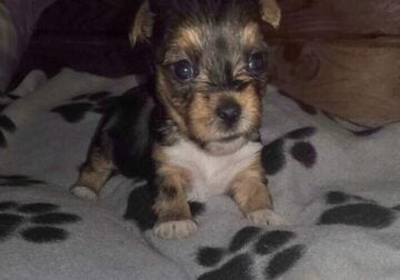 Little Female Yorkshire Terriers