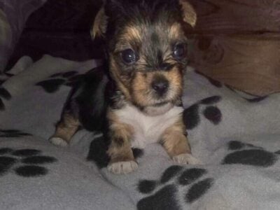 Little Female Yorkshire Terriers