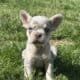 AKC French Bulldog Lilac & Tans & Merles