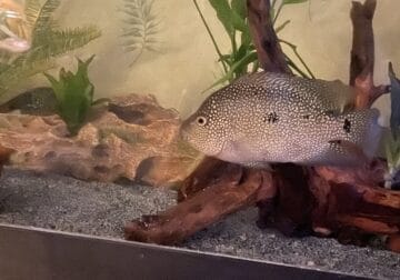 Texas cichlid