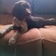 German Short-haired Pointer Puppies