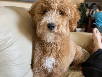 9 month old mini Goldendoodle- Male