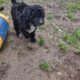 Maltipoo puppies