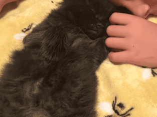 Maine Coon
