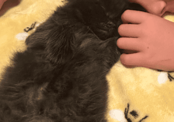 Maine Coon