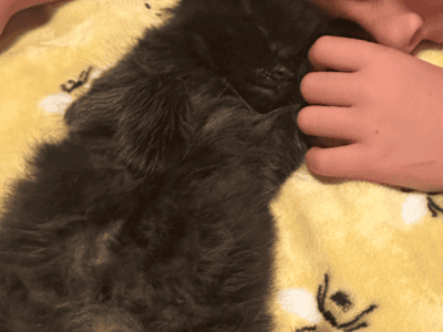 Maine Coon