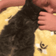 Maine Coon