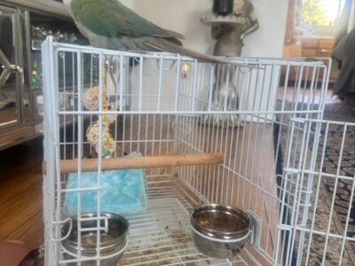 Cinnamon Conure