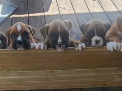 AKC REGISTERED BOXERS