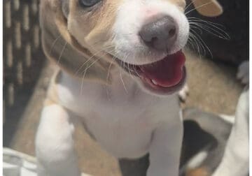 Beagle Girl – Sadie
