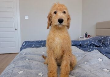 Mika-Standard Goldendoodle