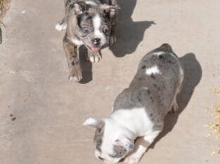 Duke & Gigi