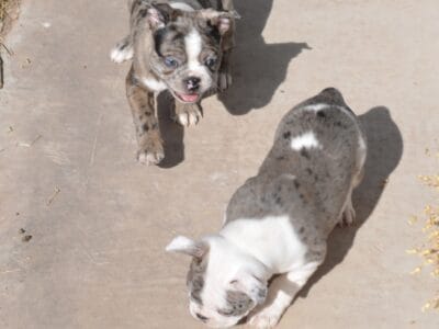 Duke & Gigi