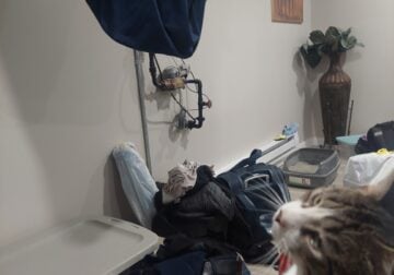 Cat for sale