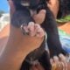 Great dane euro line puppies