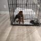 2 male/female Corgy Bull Terrier Puppies