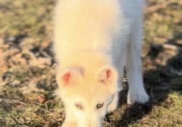 Mid Content Grey Wolf Hybrid Stunning Female Pup