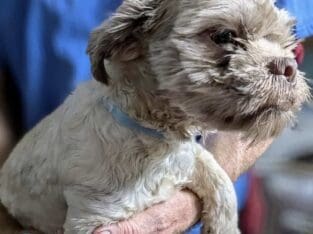Shih Tzu Sonny
