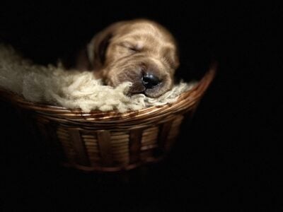 AKC field bred golden retrievers