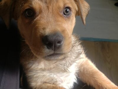 Lab /pit