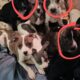 7 adorable puppies