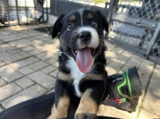 Black tri boy