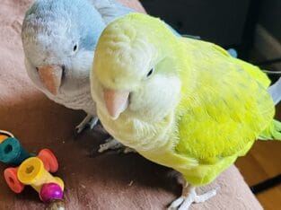Pair Quaker Parrots rehome