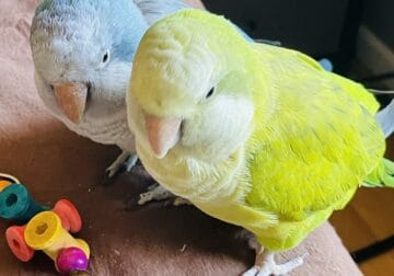Pair Quaker Parrots rehome