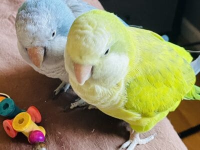 Pair Quaker Parrots rehome