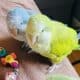 Pair Quaker Parrots rehome